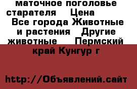 маточное поголовье старателя  › Цена ­ 2 300 - Все города Животные и растения » Другие животные   . Пермский край,Кунгур г.